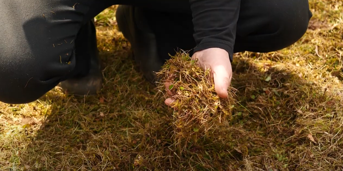 Lawn Care Basics: When to Dethatch